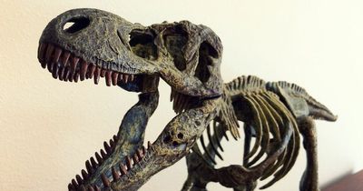 Tyrannosaurus rex skull expected to make £13 million at auction
