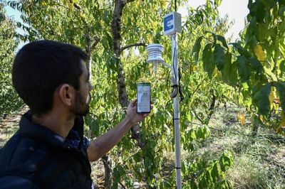 Smart farming tech offers sprout of hope in Greece