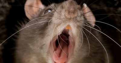 Prisoners 'living in fear' as giant rats a FOOT long pop up in loo and nip at them