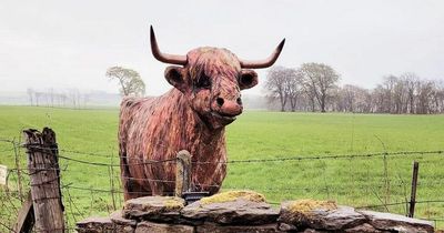 Police probe launched after life-size Highland cow art installation was stolen from field