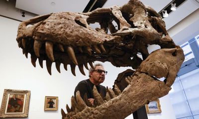 Tyrannosaurus rex skull expected to fetch £13m at US auction