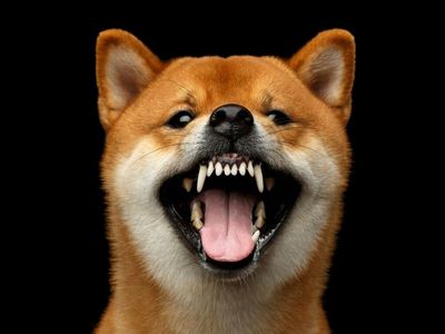 'Dogecoin Killer' Shiba Inu Falls Off Cliff As Crypto Sector Takes Serious Downturn: What To Watch