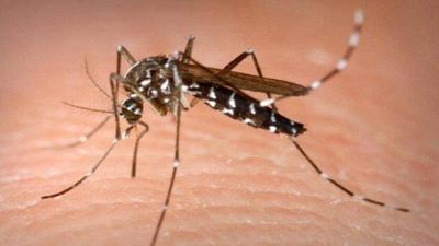 Mosquito-borne disease worry as floods puts country on high alert for new viruses