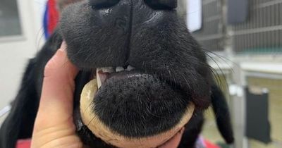 Vets' warning to dog owners after puppy gets bone 'wrapped around jaw'