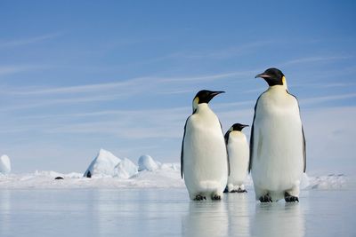 The great threat emperor penguins face