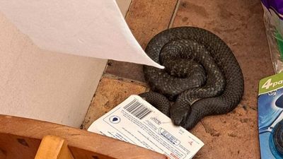 Tasmanian man discovers tiger snake in bathroom at Circular Head unit