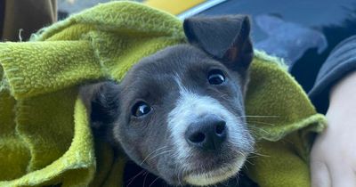 Puppy found abandoned in Bridgend garden along with sibling who had already died