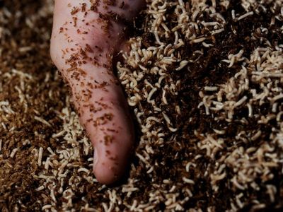 Maggot farmer named ACT Australian of Year
