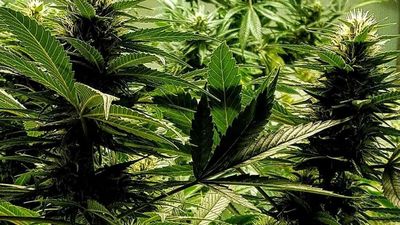 Maryland Becomes the 20th State To Legalize Recreational Marijuana