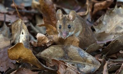 Country diary: A wood mouse prepares for winter