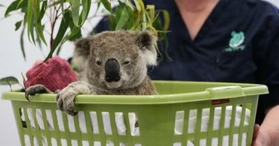 Koala escapes flames with fractured foot: RFS warns of grass fires this summer