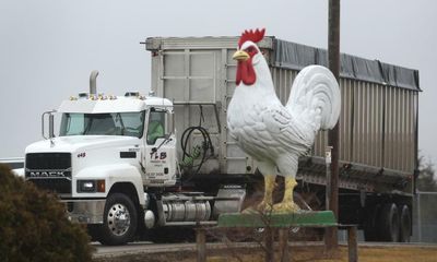 US farms lobby to use ‘cruellest’ killing method as bird flu rages