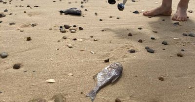 Dozens of dead fish found on southern beaches