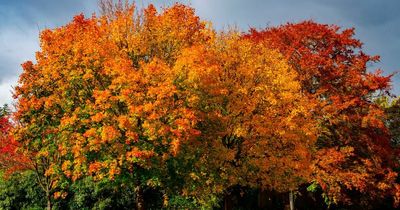 Who won the MEN's autumn photo contest?