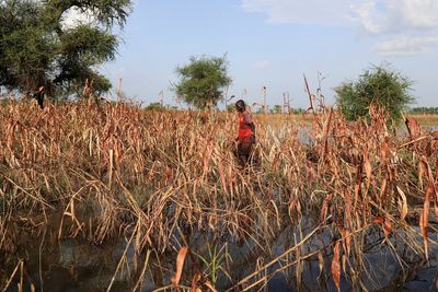 Torrential floods in West Africa hurt food security