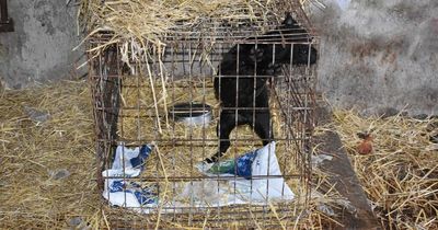 Man jailed after dogs found tethered in darkness in filthy conditions