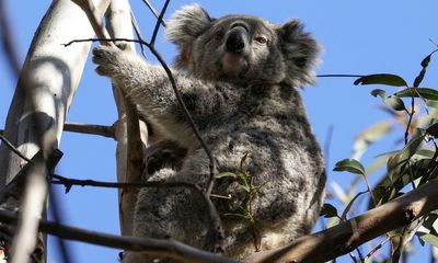 NSW government accused of reopening ‘koala wars’ with new forestry bill