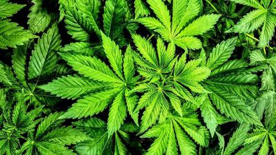 Missouri Becomes the 21st State To Legalize Recreational Marijuana