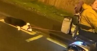 Fury as woman drags DOG along concrete on her mobility scooter