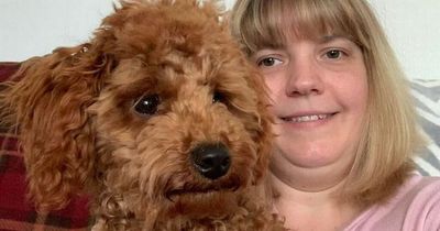 Woman's heartbreak as terrified dog runs away after getting spooked by fireworks