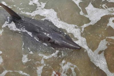 Rare white-spotted wedgefish beaches in Prachuap Khiri Khan