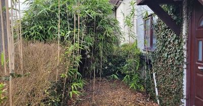 Couple considered not moving into new home after invasion by 'jungle' of bamboo