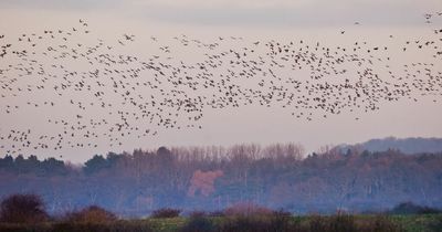 Martin Mere wetland centre reopens after bird flu outbreak