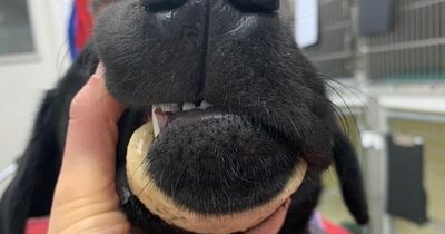Vet issues urgent warning to 'stop giving dogs bones' after puppy gets jaw stuck