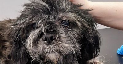 Cruel dog owner fined for severe neglect of Shih Tzu as SSPCA seize pet for rehoming