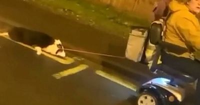 Disturbing footage shows woman dragging dog along the road behind her mobility scooter