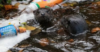 Heartbreaking photos show Edinburgh baby otters playing in rubbish and foam