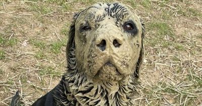 Cheeky Labrador crowned UK's dirtiest dog - and he couldn't be prouder