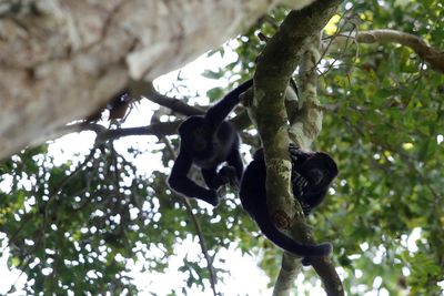 Mexico's 'out of control' illegal trafficking threatens wildlife, report says