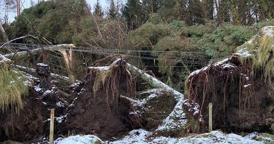 Northern Powergrid outline improvements made a year on from Storm Arwen devastation