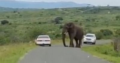Brit tourist flees from elephant on safari by running off into lion-infested wilderness