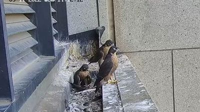 Melbourne's peregrine falcon hatchlings at 367 Collins Street prepare for first flight