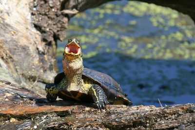 Cowabunga! These turtles can talk