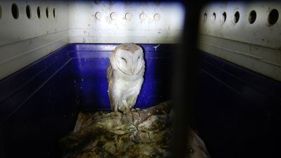 Queensland officers seize more than 100 native animals from wildlife carer's Brisbane home