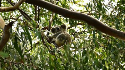 Koala wars on again as NSW government pushes for tweak to farm forestry rules