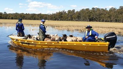 Sheep affected by flystrike, worms, foot abscesses in flooded NSW farming areas