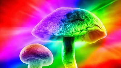 Colorado Voters Approve Decriminalization of 5 Natural Psychedelics