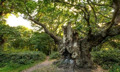 Country diary: Old Knobbley – a tree of twisted branches and even twistier myths