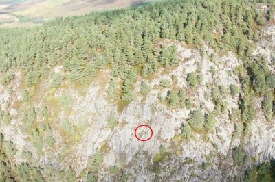 Drone footage captures abseilers clearing invader plants from Highland rock