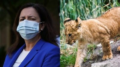 The Loop: Queenslanders advised to wear masks again, more Medibank data posted to dark web, zoo says lion escapees breached second fence