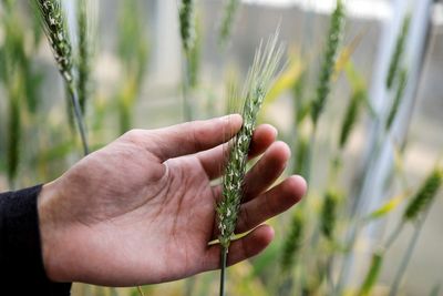 COP27: Israel harnessing DNA of bygone wild crops to enhance food supply
