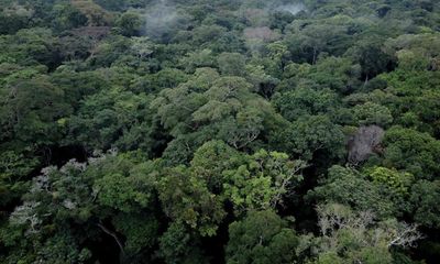 How dash for African oil and gas could wipe out Congo basin tropical forests