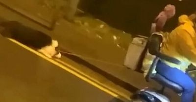 Dog dragged along road by woman in mobility scooter is rescued by RSPCA