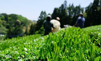 ‘We harvest these botanicals from all over Japan’: the six unique flavours behind your new favourite gin