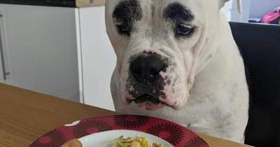 'I feed my dog fry-ups with a fork at the table - it's like having a baby'