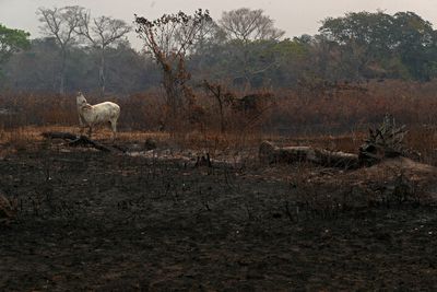 COP27: UN food agency plan on farming emissions to launch by next year after investor push